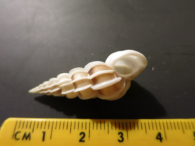 Gyroscala lamellosa?